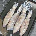 Frozen Baby Squid 1000g